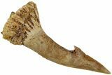 Fossil Sawfish (Onchopristis) Rostral Barb - Morocco #231005-1
